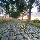 david_ve