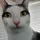 KitKit