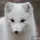 WinterFox#8150