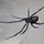 Latrodectus