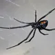 Latrodectus
