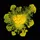Scio