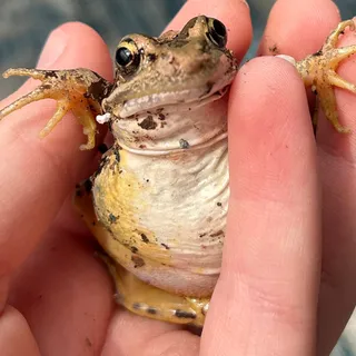 frog