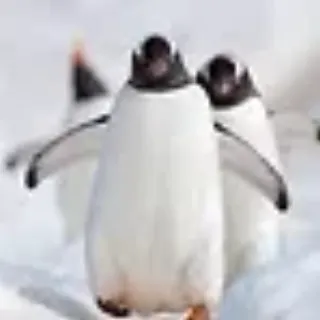 PenguinFeet