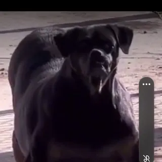 Bigcheese