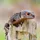 LazzerLizzard
