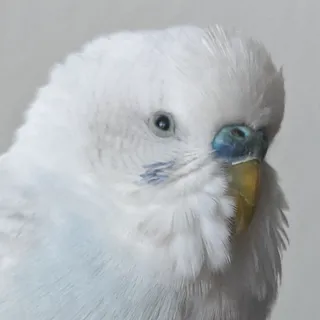 AceOasis