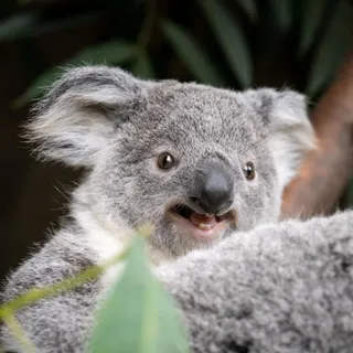 ABallaKoala