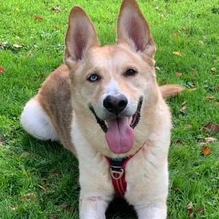 Andrés