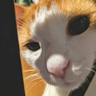 Puhsketti
