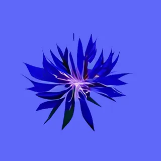 Maxence Orger - - Bleuet