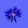 Maxence Orger - - Bleuet