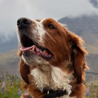 Alexander Þór 🇮🇸🇬🇧