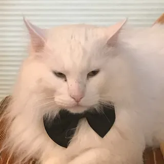 Kit-Kat