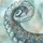 Anchovie 11