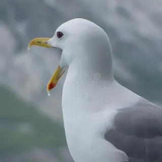 Seagull28