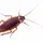 Roachinante