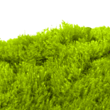 MOSS