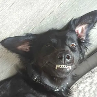 shtaXveed