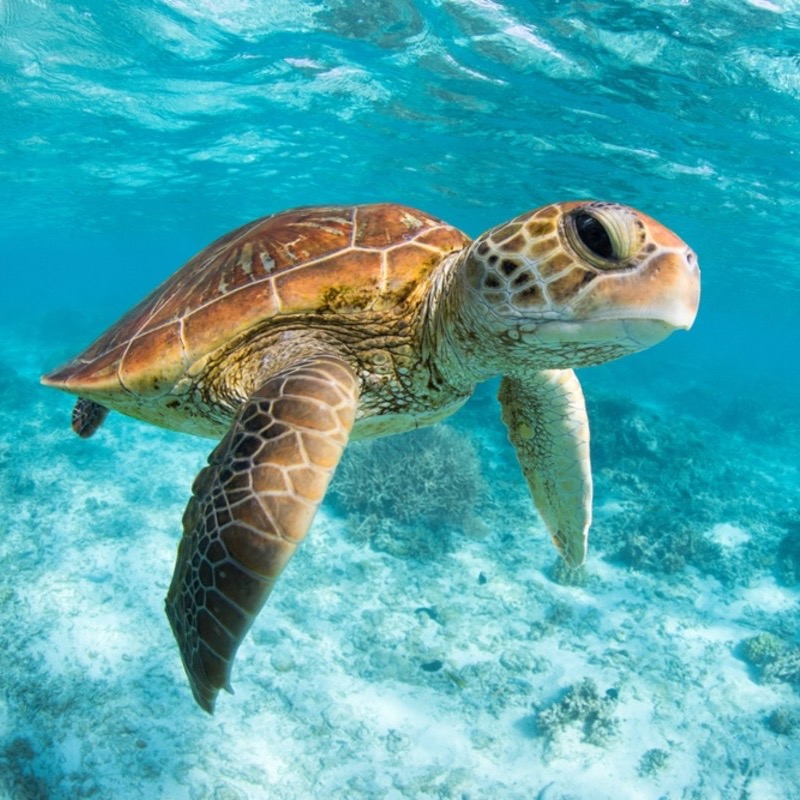 Turtley