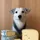 CHEESE