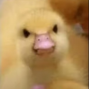 Duck 3d models