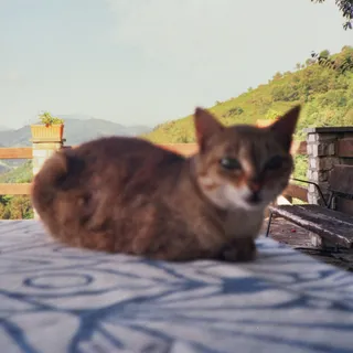 GSNeko