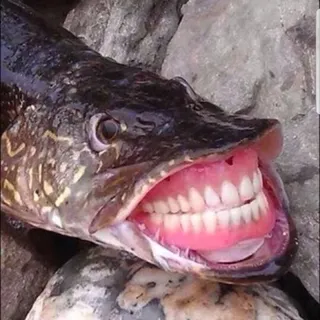 Cas56