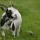 robogoat