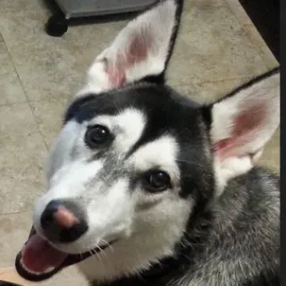 rtylertamu