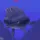 ElusiveWhark