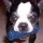 MrChibs
