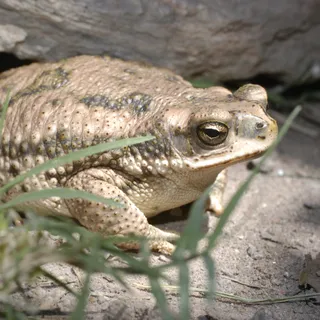 esanabria