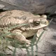 esanabria