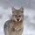 PrinceCoyote