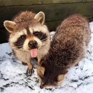 TrashedPanda