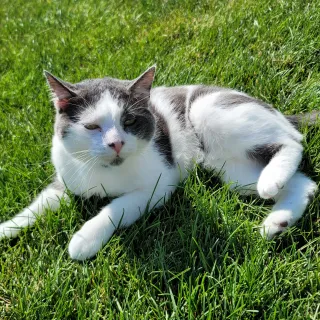 Tom