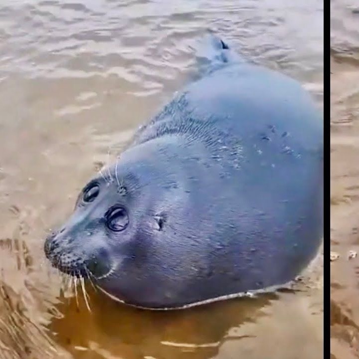 sealy181