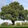 The Noble Oak