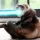 MTGOFerret