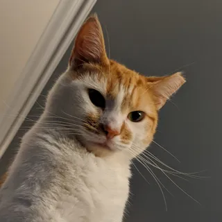 Peter K