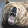 RoflRawringBear