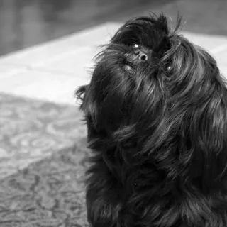 BosonBerry Studios