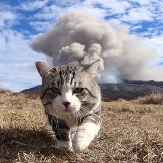 NuclearKitty