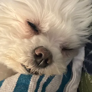 FlounderMuffin