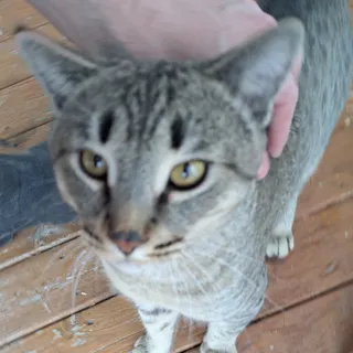 PlumpCat
