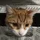 MrCat