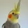 Beakbird