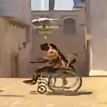 silly_cat