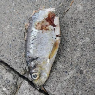 TheDeadFish